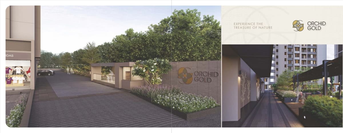 Orchid Gold - Vitalspace Orchid Gold - Vitalspace