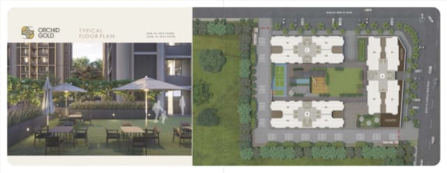 Orchid Gold - Vitalspace Orchid Gold - Vitalspace